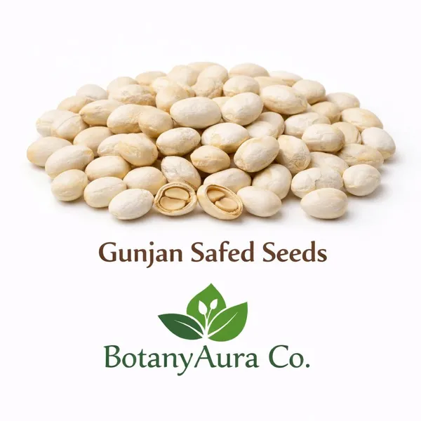 Gunjan_Safed_Seeds_Abrus_Precatorius_Natural_Herbal_Seeds_Botanyaura